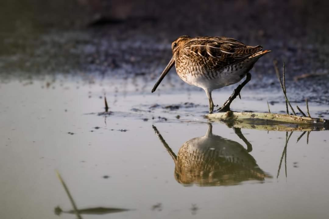 Duemmerliebe Mit Garten, 10 Min. Fusslaeufig Zum See Hüde Zewnętrze zdjęcie