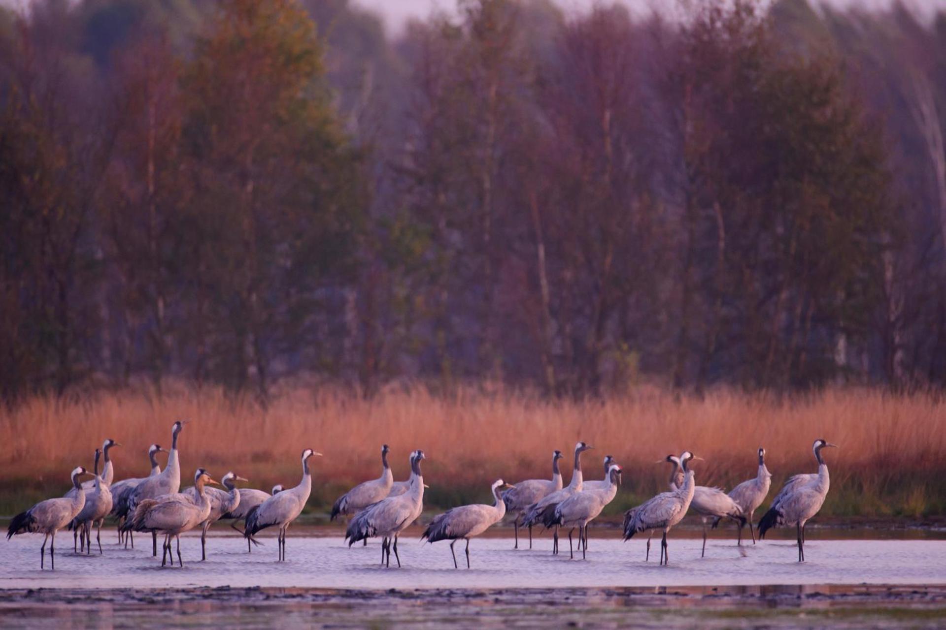 Duemmerliebe Mit Garten, 10 Min. Fusslaeufig Zum See Hüde Zewnętrze zdjęcie